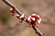Bourgeons de fleur de pêcher