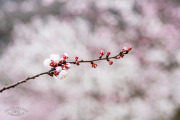 Fleurs de pêcher
