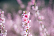 Fleur de pêcher